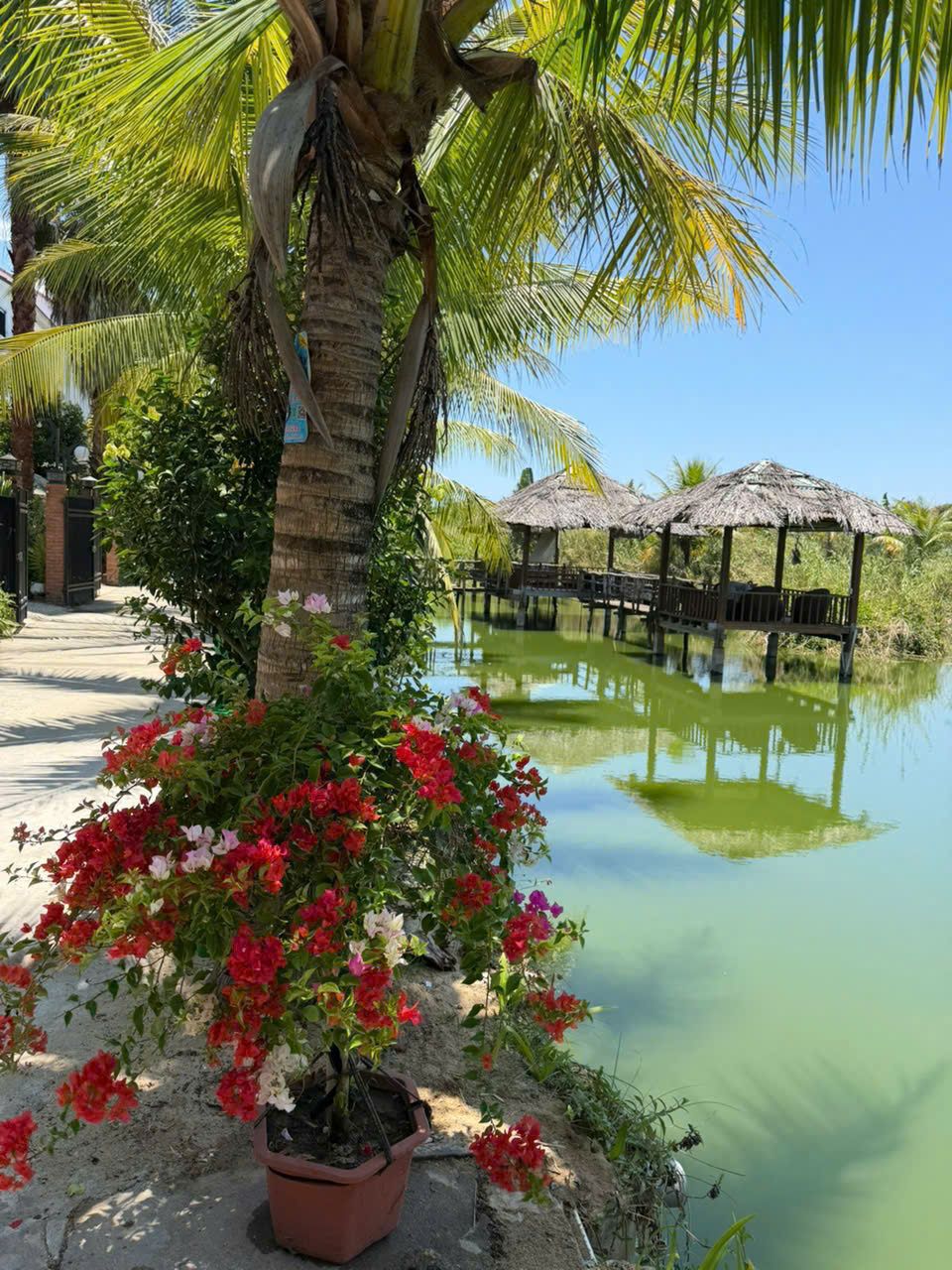 Palm trees and flowers by the water